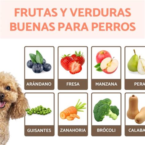 Que Frutas Pueden Comer Los Husky Siberianos Huskysiberiano Net