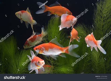 Koi Fish Pond Stock Photo 1273018966 Shutterstock