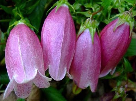 #Авран #Агапантус #Агростемма #Аденофора Цветы садовые5 Декоративные ...