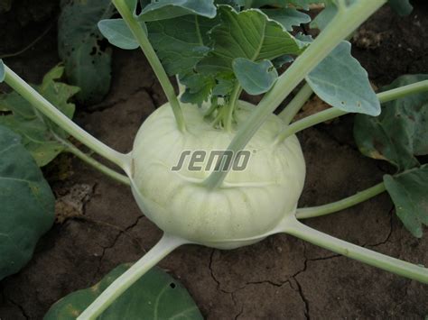 Kohlrabi Moravia Seeds Semo