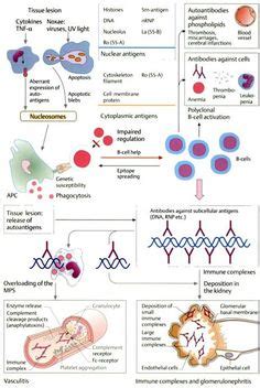 17 Gorgeous Immunology Diagrams ideas | immunology, medical laboratory, medical laboratory science