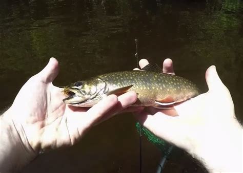 Nice Brook Trout Caught Skating Caddis Fly Pattern