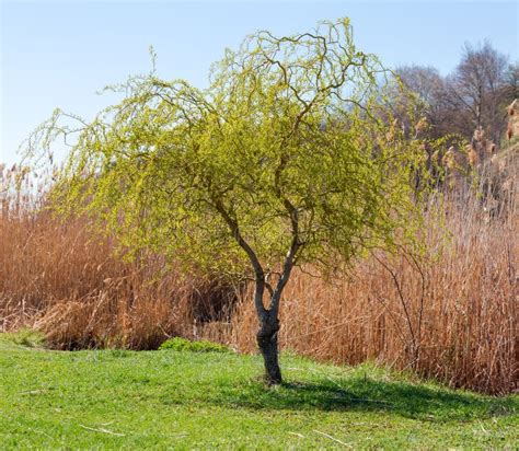 Curly Willow In The Bright Green Of Young Leaves With Budding Buds