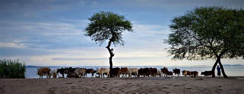 Meet The Wildlife Of Lake Victoria On Safari