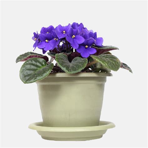 How To Repot African Violets Step By Step Guide