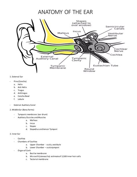 Anatomy Of The Ear Pdf