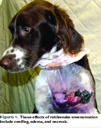 How To Treat A Rattlesnake Bite On A Dog?