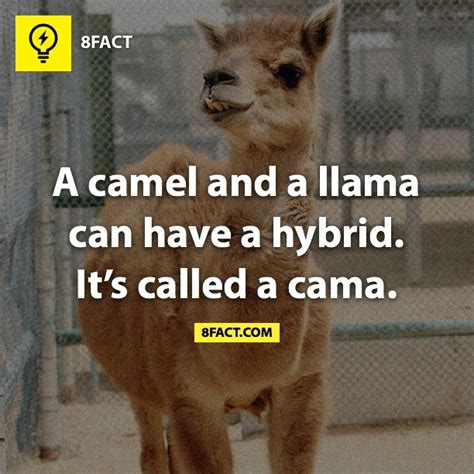 A Camel And A Llama Can Have A Hybrid Its Called A Cama 8fact