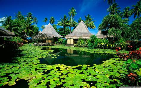 Exotic Desktop Wallpapers Top Free Exotic Desktop Backgrounds