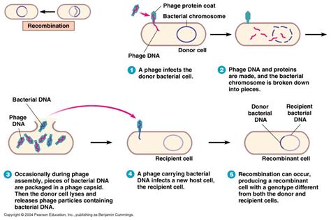 Gene transfer in Bacteria: Transformation, Transduction and Conjugation ...