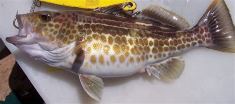 Sea Bass Gold Spotted Sand Bass