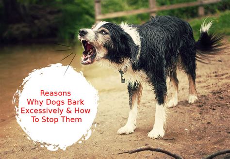 Reasons Why Dogs Bark Excessively And How To Stop Them