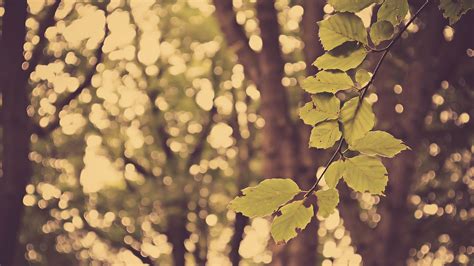 Wallpaper Sunlight Trees Leaves Depth Of Field Nature Branch