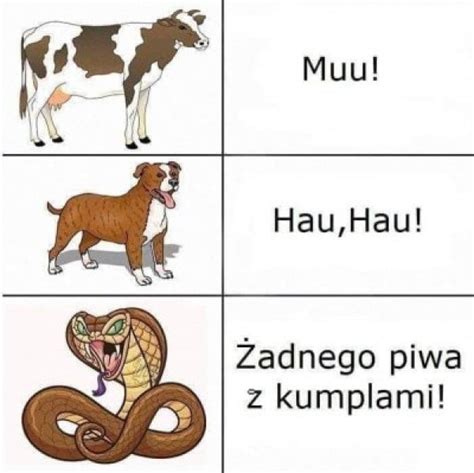 Nowe Memy Codzienna Dawka Absurdu