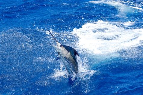 Atlantic Blue Marlin Facts Habitat Diet Conservation And More