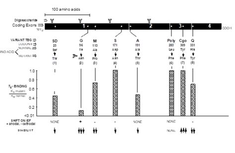 Figure 2 Serum T4 Bound To TBG And Endotext NCBI Bookshelf