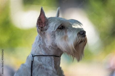 How To Keep Miniature Schnauzer Beard White