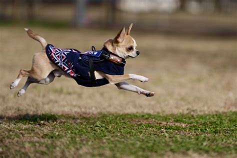 犬の糖尿病にみられる初期症状は？発症の原因・治療法・予防法も解説 動物病院サプリ