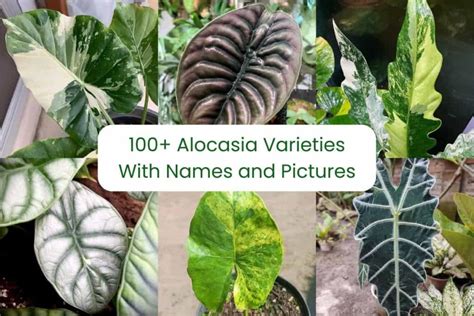 Alocasia Varieties With Names And Pictures Houseplant Alley