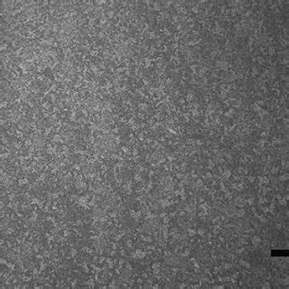 Polyelectrolyte multilayer film prevents biofilm formation. (a) Blank ...