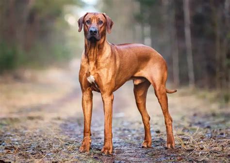 Ontdek De Beste Kortharige Hondenrassen Voor Jouw Gezin