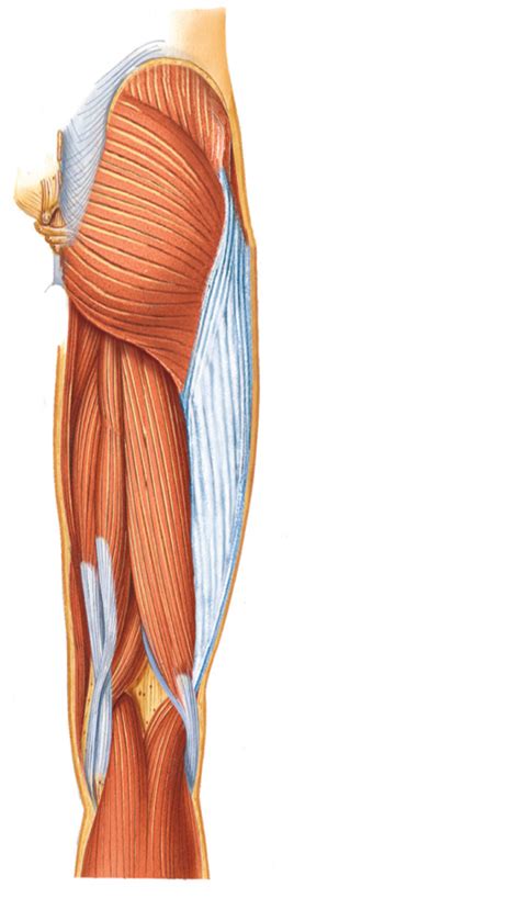 Figure 1410 Muscles Of The Buttocks And Posterior Thigh Ctd B Superficial View Diagram