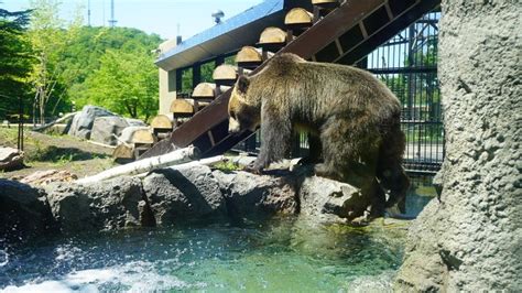 このクマが旭山動物園にいる、悲しい理由。クマが伝える、ヒトという生き物の姿【旭川クマ旅3】｜sitakke【したっけ】