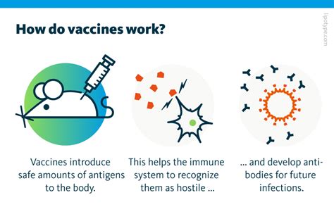 Lipid Based Adjuvants In Vaccine Development Vaccine Research