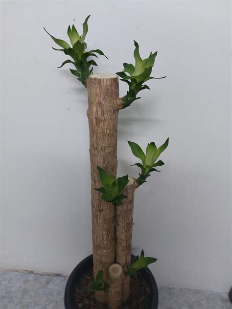 Dracaena Fragrans Iron Tree In Black Pot Cm Furniture Home