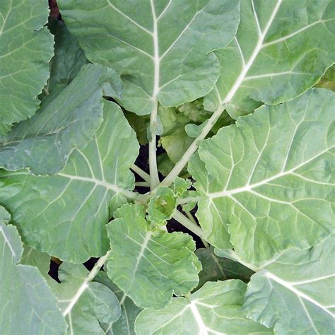 Seeds For Tronchuda Kale Brassica Oleracea Acephala Amkha Seed