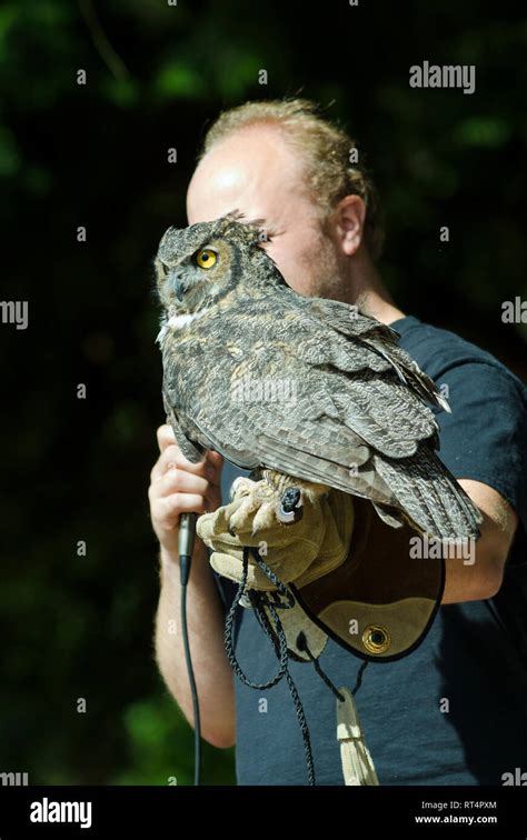 An injured great horned owl, from the Sarvey Wildlife Care Center is displayed during a program ...