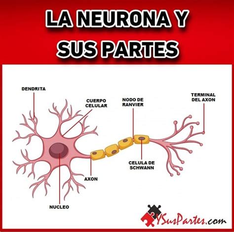 Partes De La Neurona Y Sus Partes