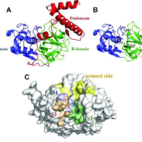 The common structural features of human cysteine cathepsins. A ... 