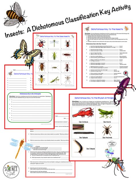 Amy Brown Science Insects A Dichotomous Classification Key Activity