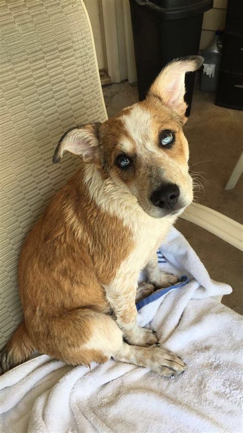 My Red Heeler Mix Puppy Has Sectoral Heterochromia That Runs Straight