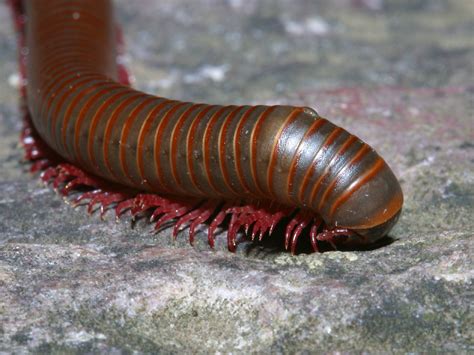 Dangerous Of Wild Animals Millipede