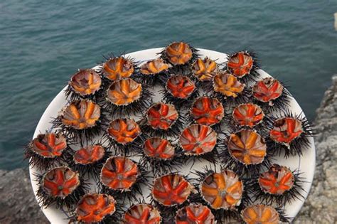 Морские ежи – оранжевое бессмертие на серебряной ложечке. Испания по ...