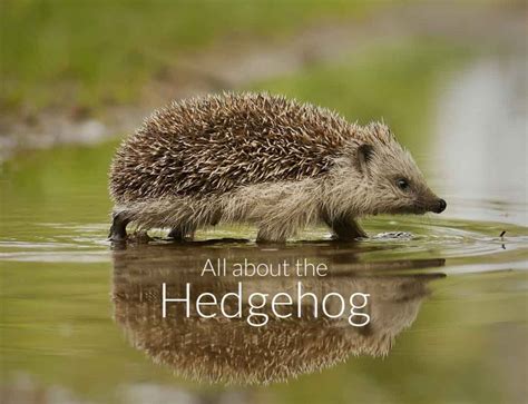 It's time to hibernate, Hedgehog! - GardenBird