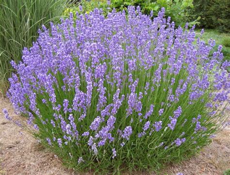 Lavanda coltivazione proprietà e benefici della lavanda nel 2020