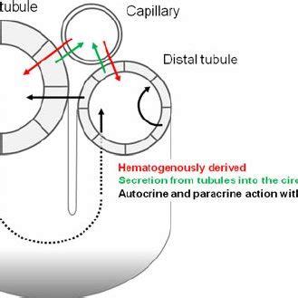 Dual Mode Of Action Of Klotho As A Phosphaturic Substance