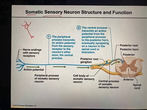 Somatosensory Receptors Flashcards Quizlet