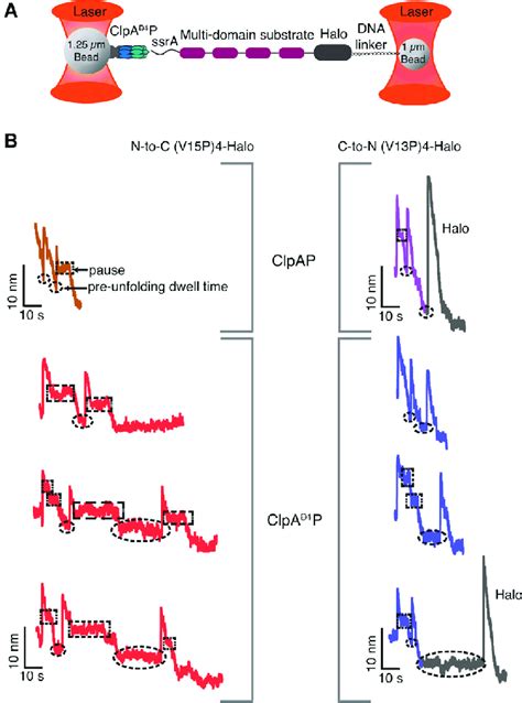 Single Molecule Degradation By ClpAP And ClpA D1 P A Optical Trap