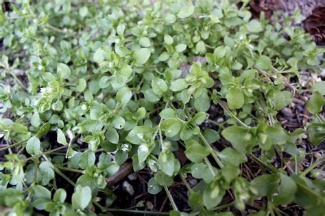 Super Star Chickweed — Wildness Within