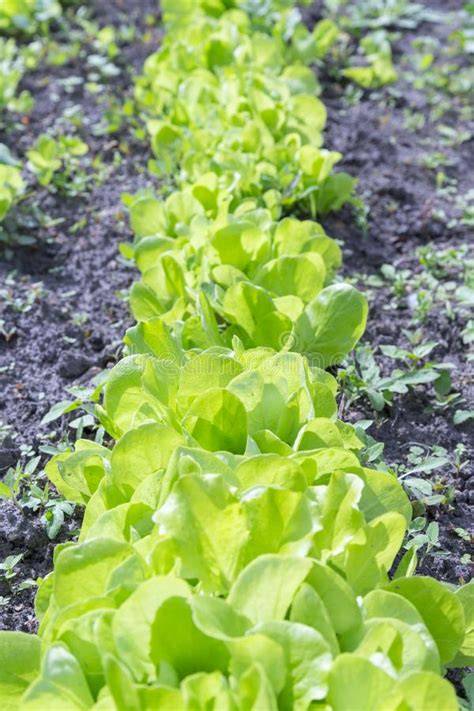 A Planta Da Salada Da Alface De Butterhead Vegetal Hidrop Nico Sae