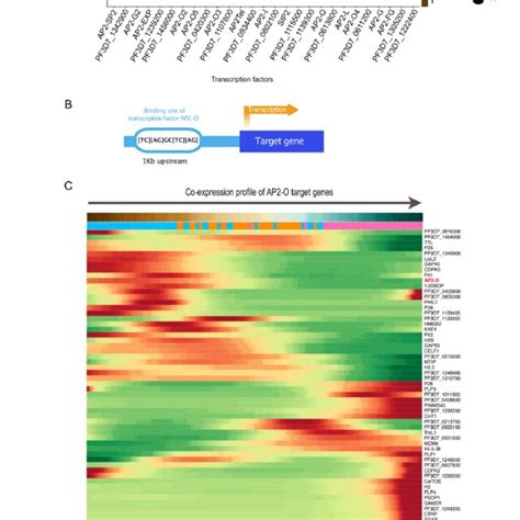 Gene Expression Patterns Of The Apiap2 Transcription Factors Throughout