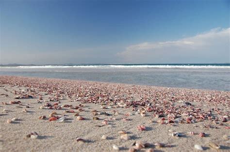 4 Amazing Shell Beaches Around The World Amusing Planet