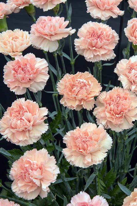 How To Grow And Care For Carnations Gardeners Path