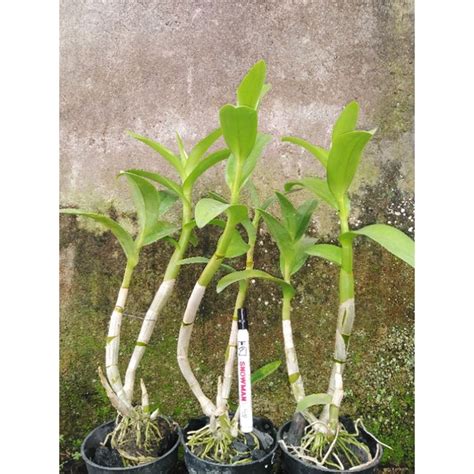 Jual Dewasa Dendrobium Melintir Shopee Indonesia