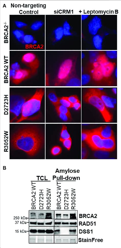 R W Cytoplasmic Localization Is Not Altered By Crm Depletion Or