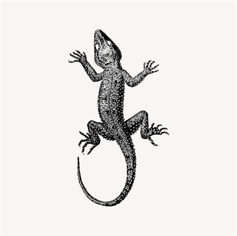 Lizard Images | Free Photos, PNG Stickers, Wallpapers & Backgrounds ...